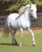 15192-Whitehorse-Whitehorse